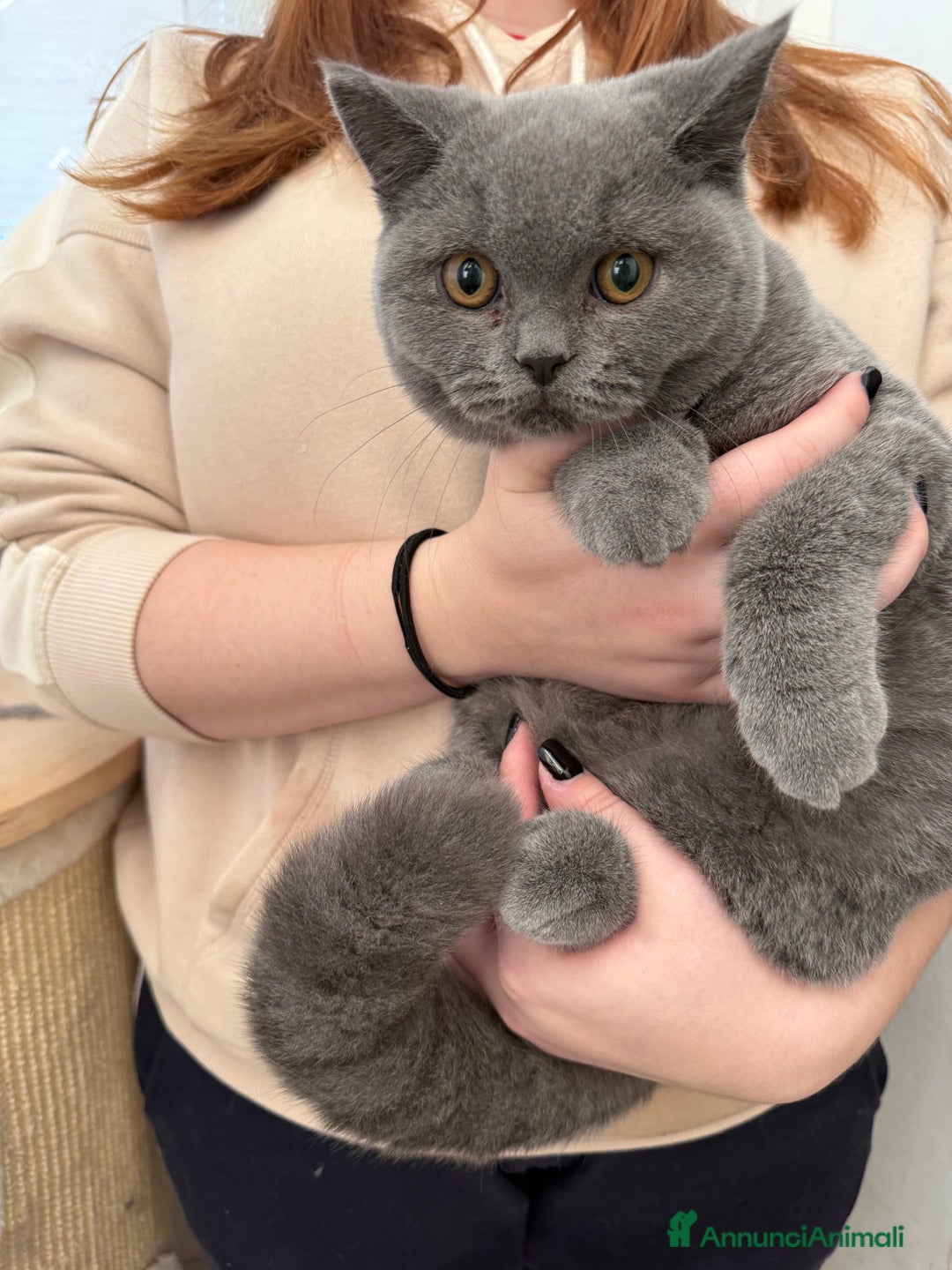 British gatti in vendita: BELLISSIMO MASCHIETTO BRITISH BLU DISPONIBILE - Annuncio 7