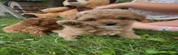 Barboncino cani in vendita: Barboncini - Annuncio 3
