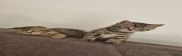 British gatti in vendita: British shorthair  a Città metropolitana di Milano - Annuncio 16
