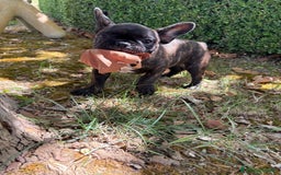 Bulldog Francese cani in vendita: BULLDOG FRANCESI - Immagine 2