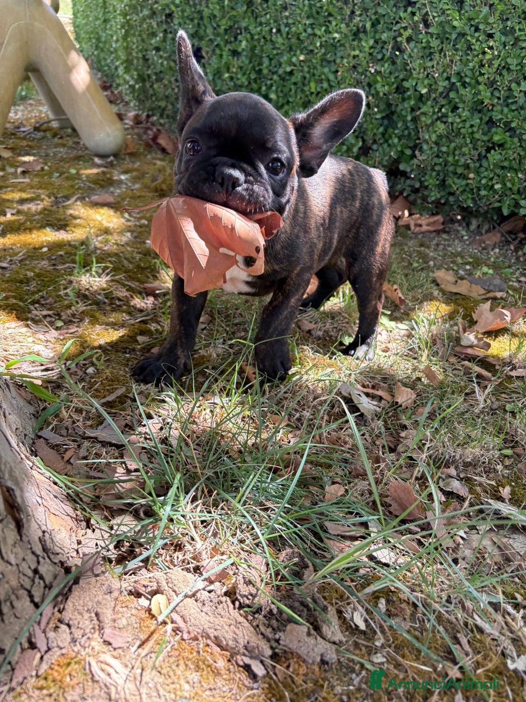 Bulldog Francese cani in vendita: BULLDOG FRANCESI - Immagine 2