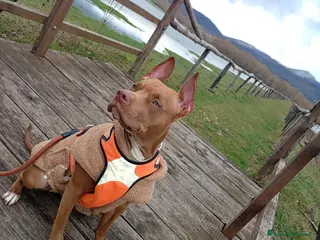 Pitbull cani CUCCIOLI DI AMERICAN PITBULL TERRIER - Annuncio 11