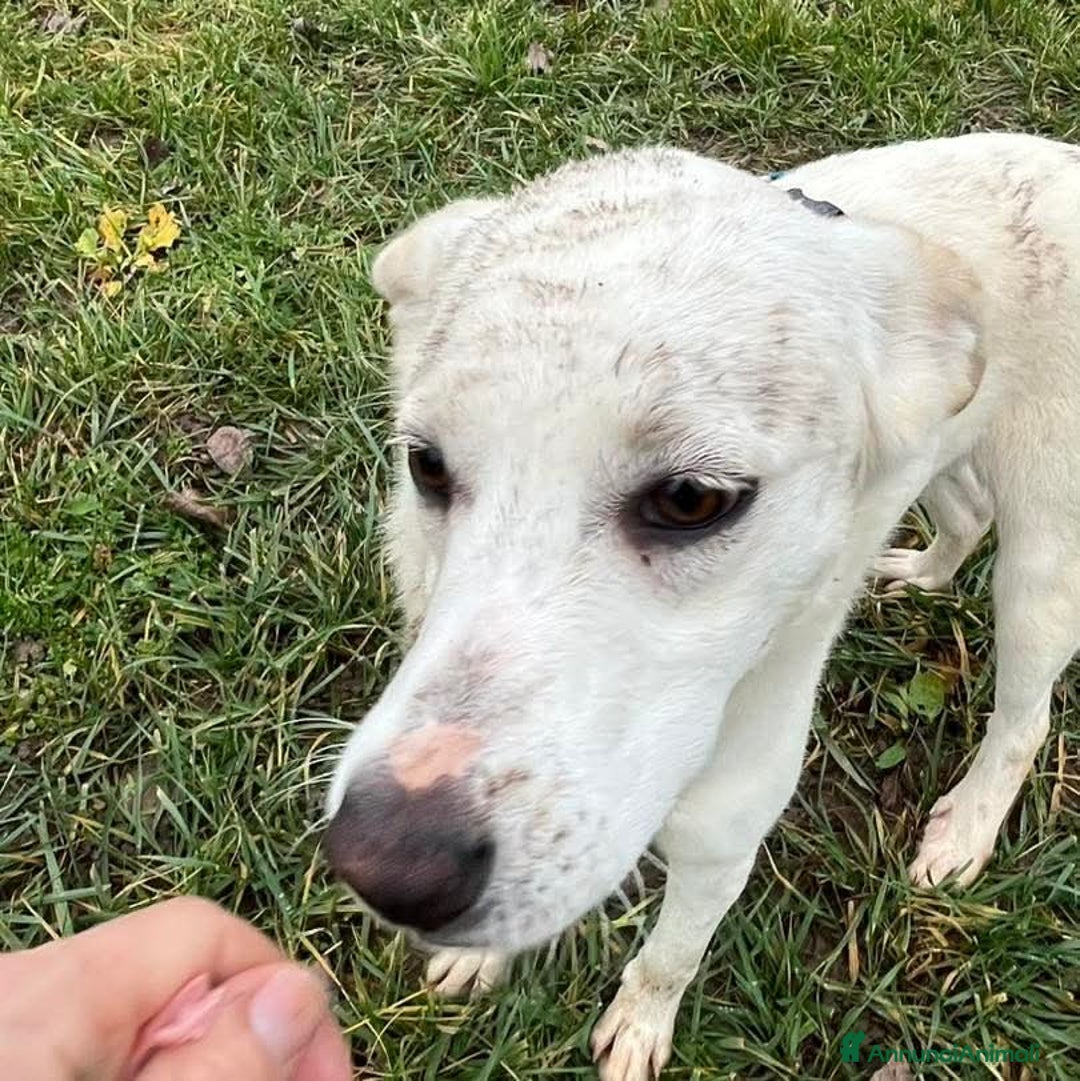 Meticcio cani in regalo: CHERRY, cucciolona vivace e socievole - Annuncio 3