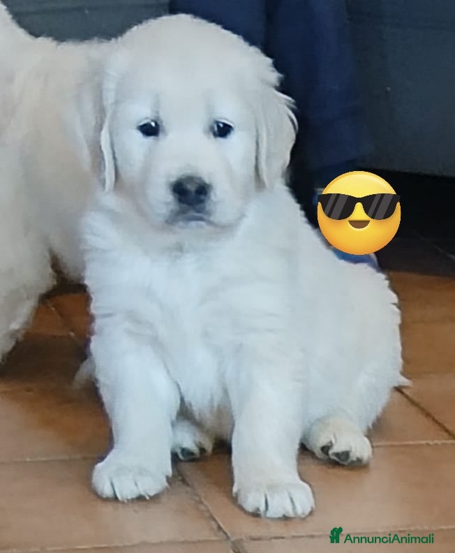 Golden Retriever cani Cuccioli Golden Retriever  - Annuncio 5