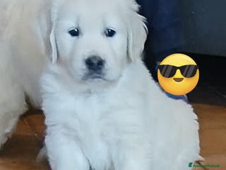Golden Retriever cani Cuccioli Golden Retriever - Annuncio 5