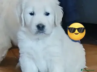 Golden Retriever cani Cuccioli Golden Retriever - Annuncio 8