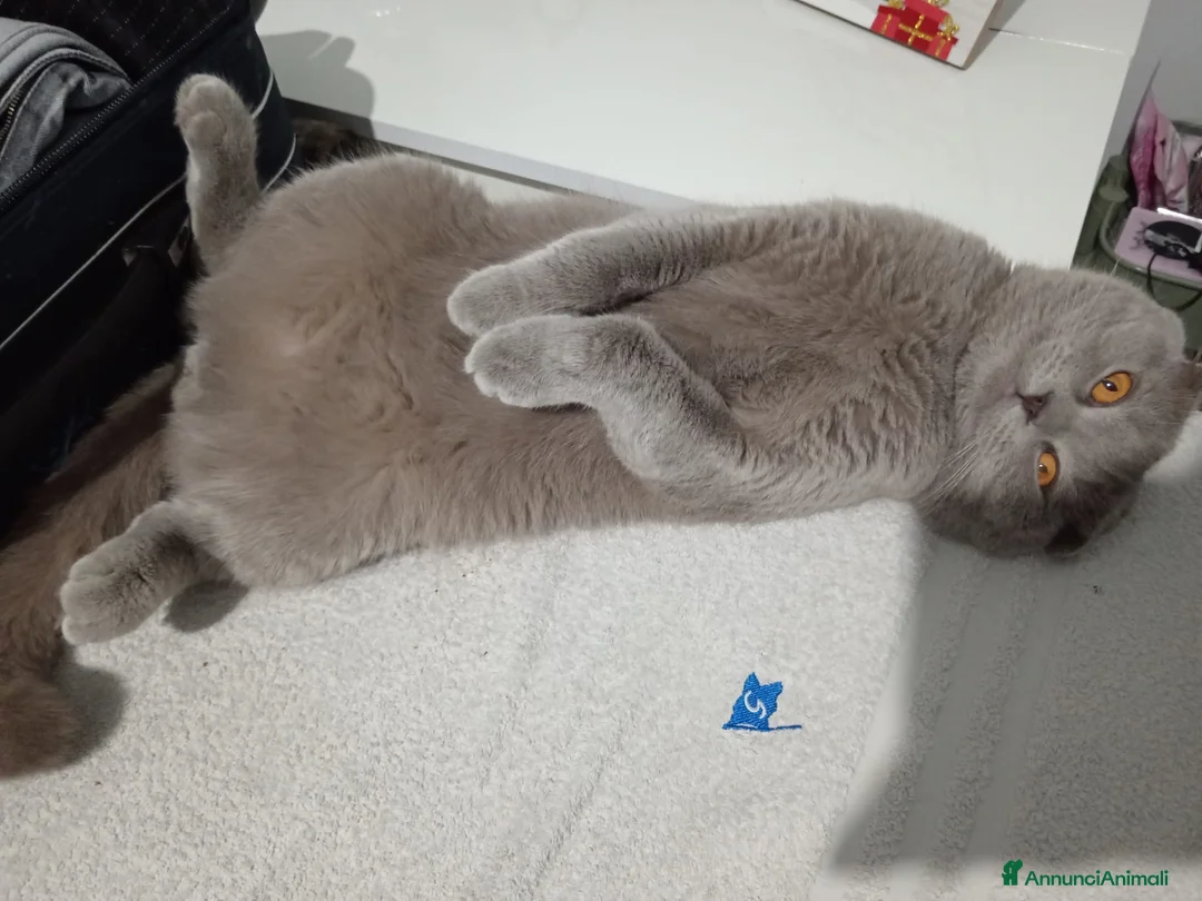 Scottish gatti per accoppiamento: Arturo Scottish fold, accoppiamento! - Annuncio 3