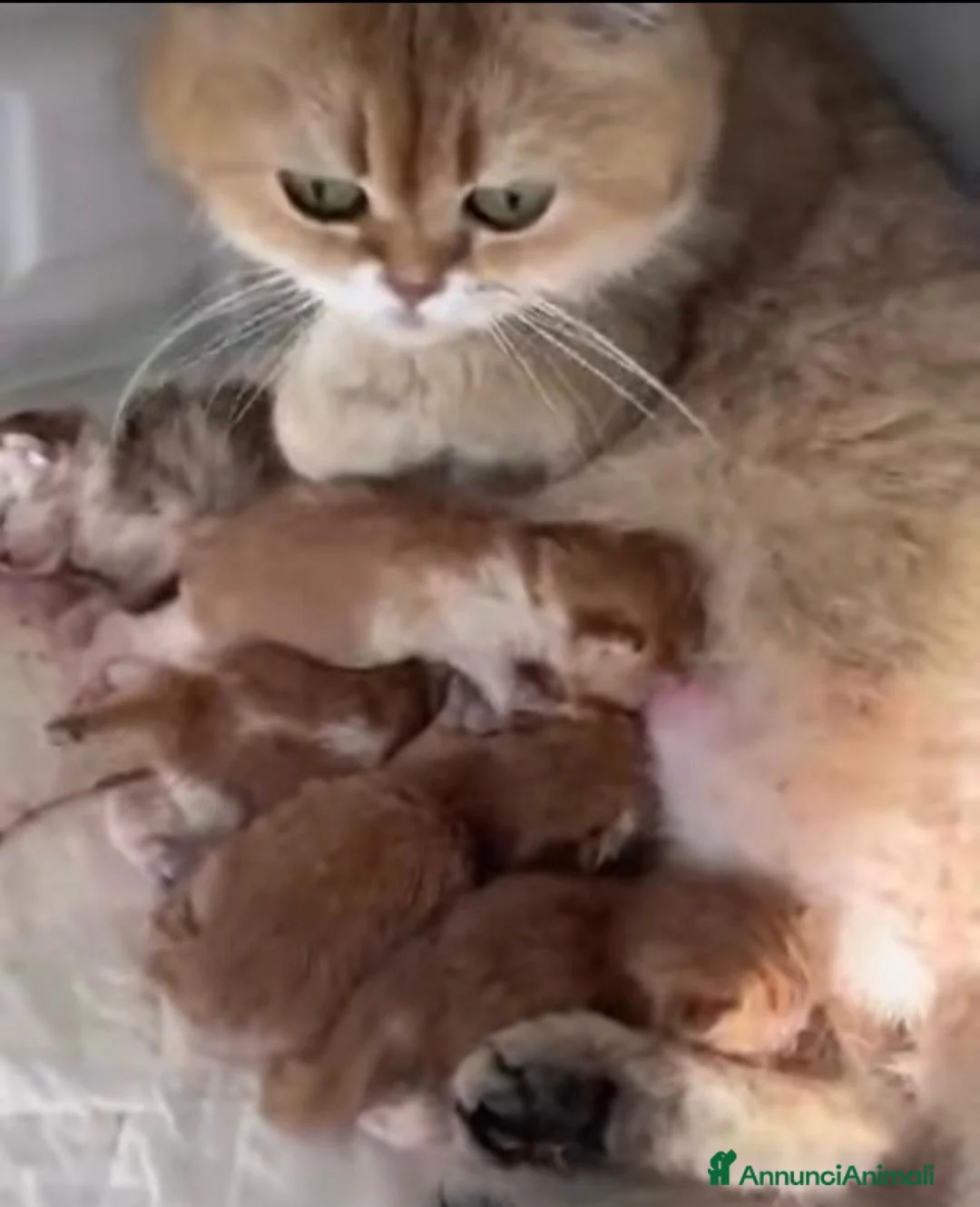British gatti in vendita: Bellissimi cuccioli di british shorthair golden  - Annuncio 8