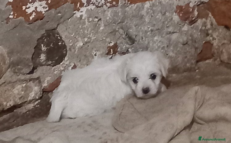 Maltese cani a Provincia di Padova - Annuncio 6