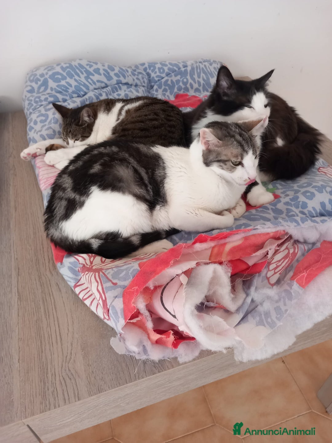 Europeo gatti in regalo: MIELE, affettuoso micio in adozione! - Annuncio 4