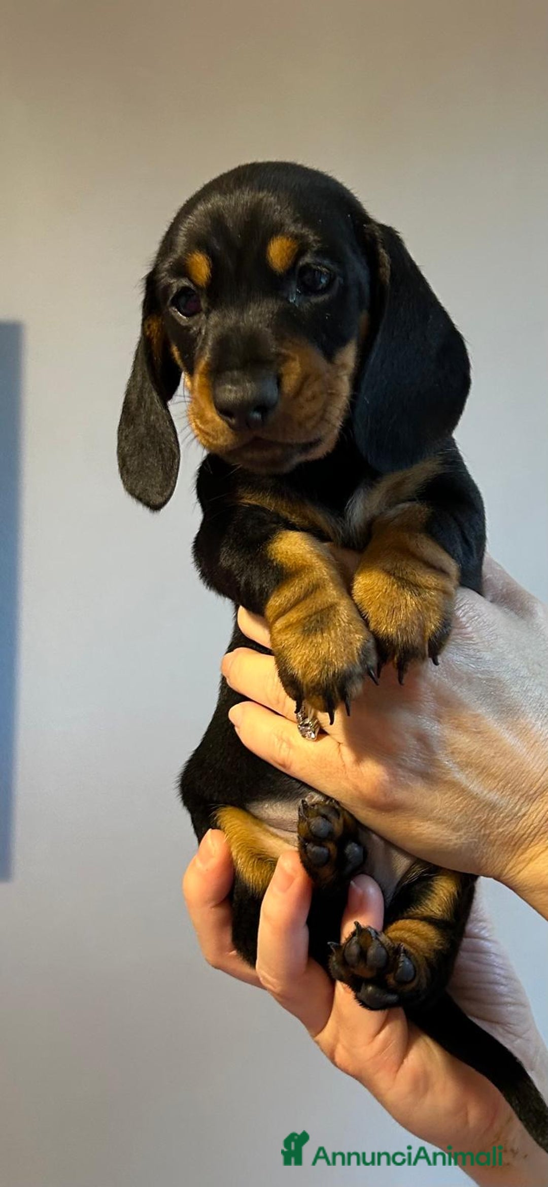 Bassotto cani in vendita: Bassotti Tedeschi Nani a Pelo Corto-Pedigree  - Annuncio 27