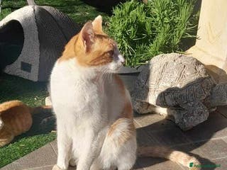 Europeo gatti dolce pepe in regalo a Città metropolitana di Catania - Annuncio 4