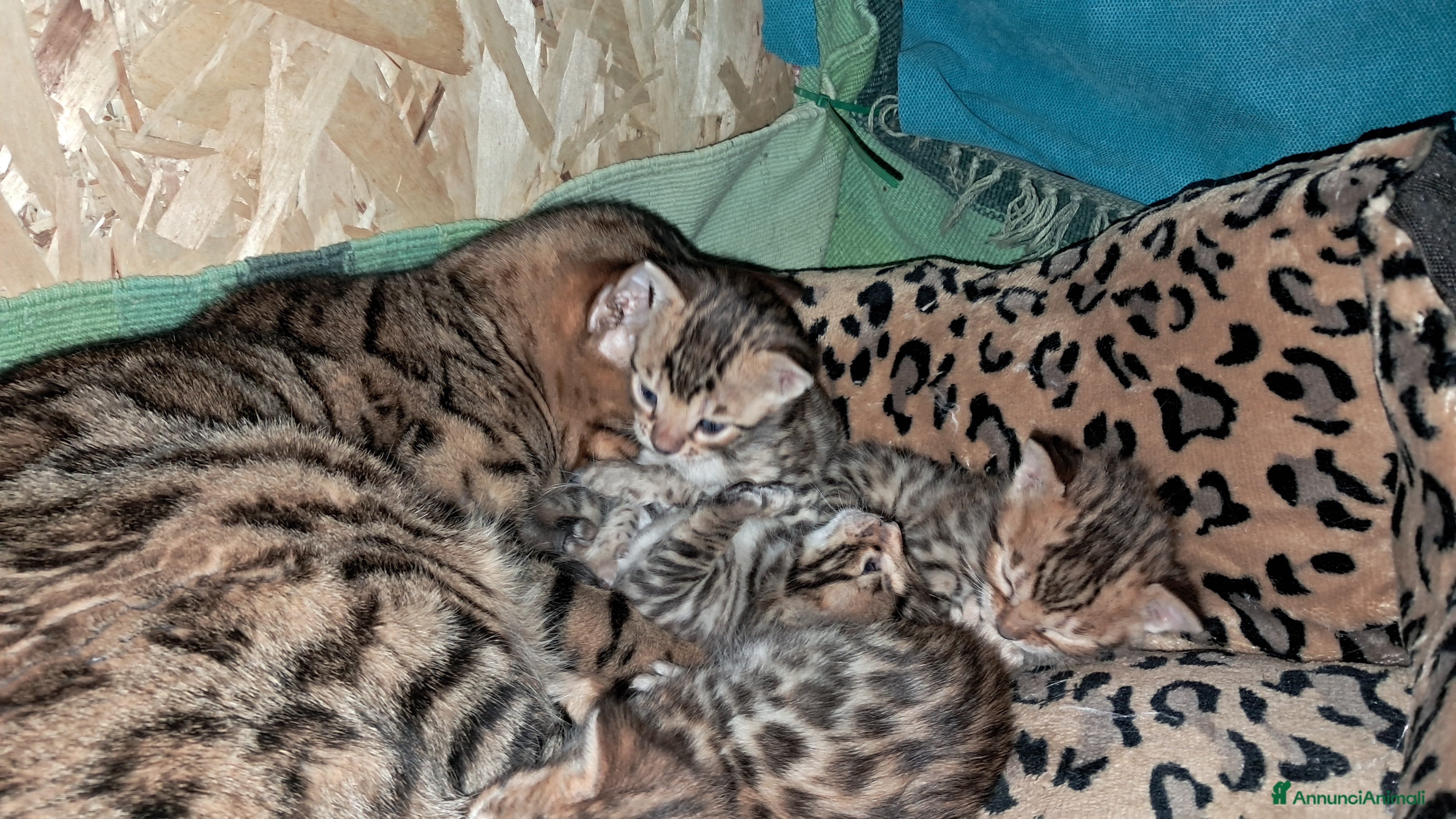 Bengala gatti Bengala cuccioli - Annuncio 1