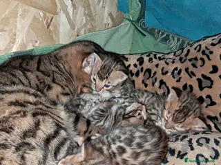 Bengala gatti Bengala cuccioli - Annuncio 1