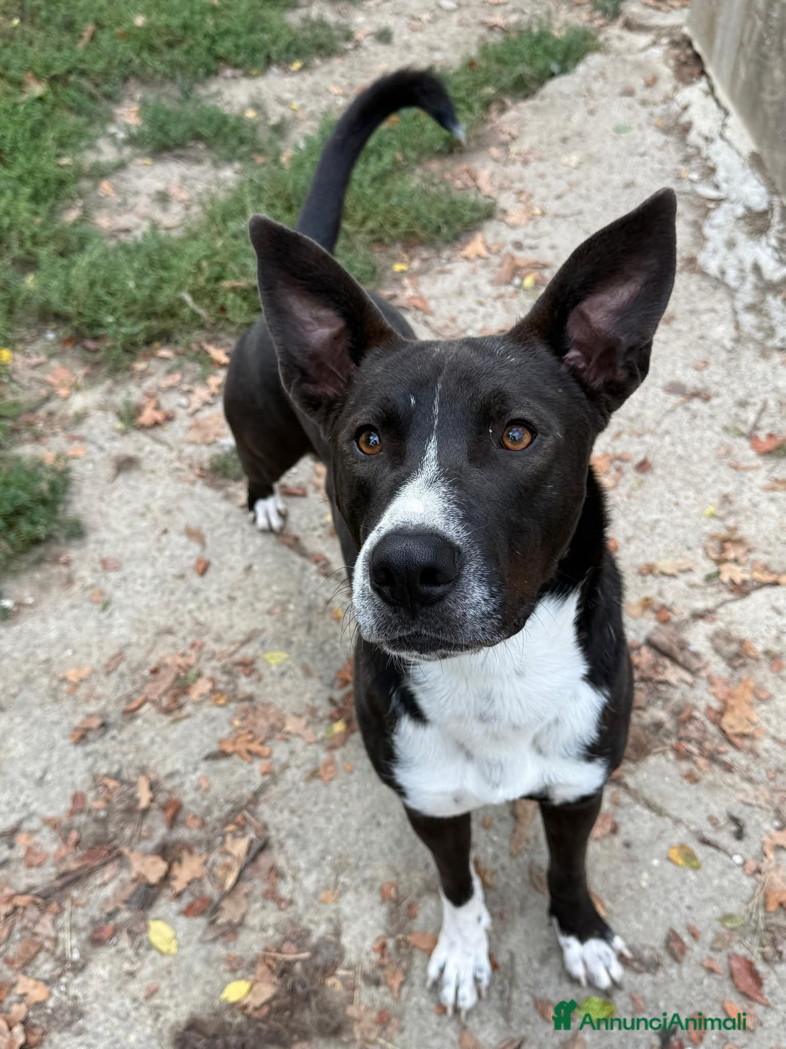 Meticcio cani Pepe, taglia media!  - Annuncio 12