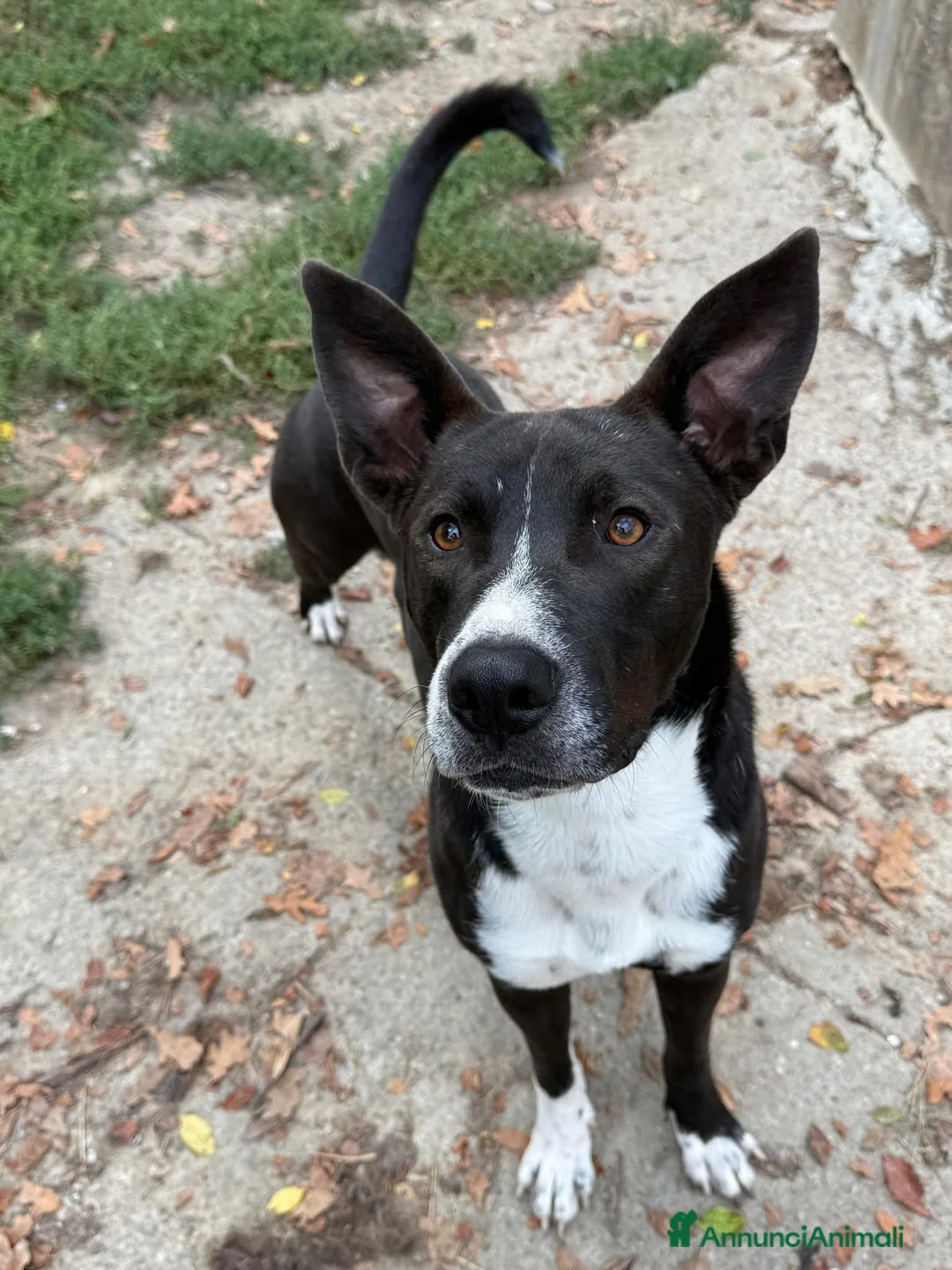 Meticcio cani in regalo: Pepe, taglia media!  - Annuncio 1