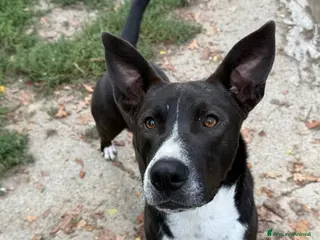 Meticcio cani Pepe, taglia media! - Annuncio 12