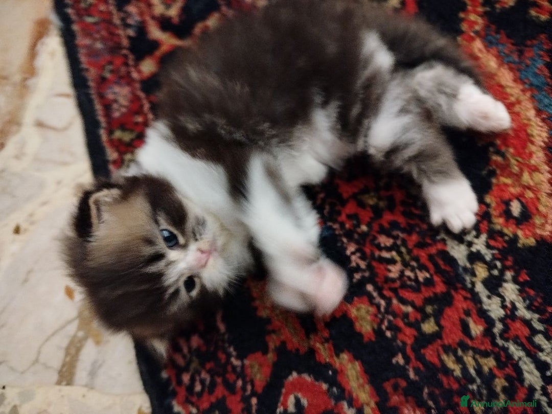 Persiano gatti in vendita: Gattini persiano bicolore a Città metropolitana di Messina - Immagine 29