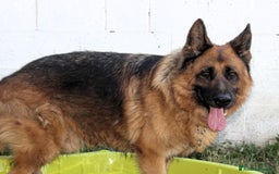 Pastore Tedesco cani in regalo: IBRA PASTORE TEDESCO a Città metropolitana di Milano - Immagine 2