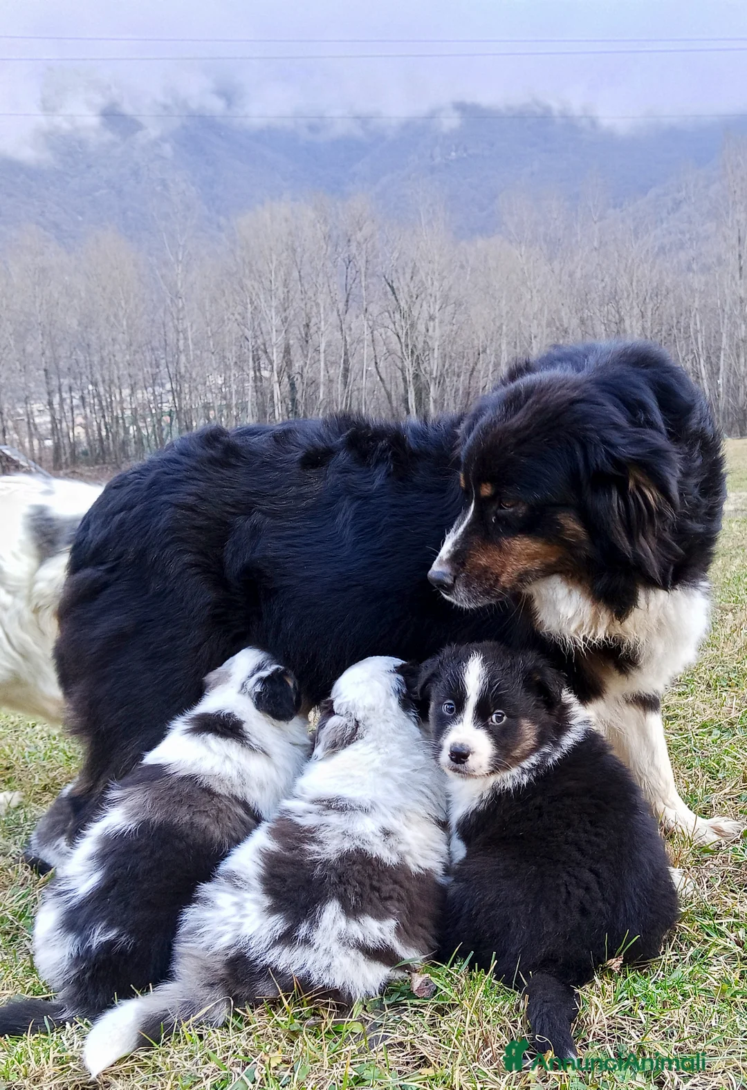 Australian Shepherd cani in vendita: Cuccioli di Australian Shepherd  - Annuncio 3