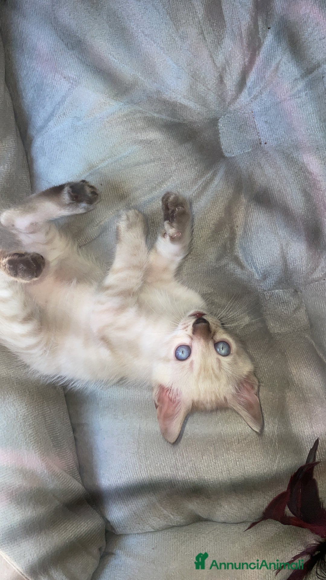 Bengala gatti in vendita: Cuccioli di bengala  a Città Metropolitana di Torino - Immagine 4