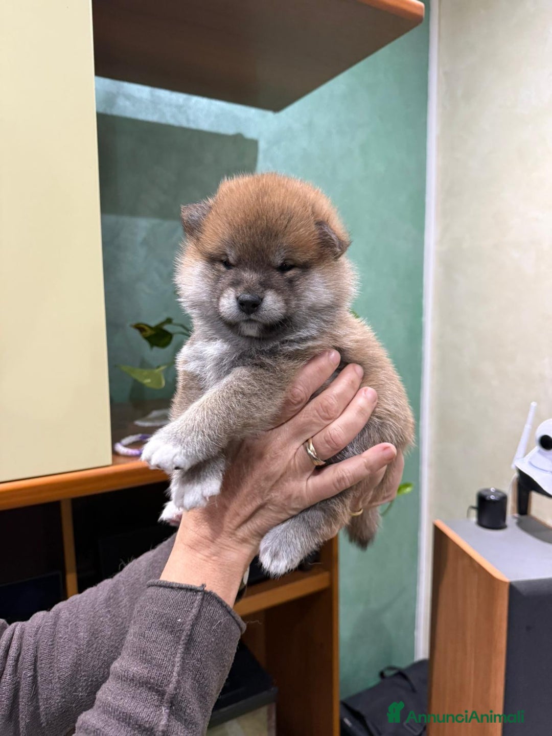 Shiba Inu cani in vendita: Cuccioli di Shiba Inu con genitori testati - Annuncio 2