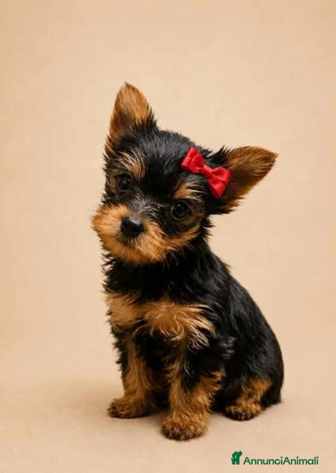Yorkshire cani in vendita: Adorabili Cuccioli di Yorkshire terrier M/F - Annuncio 1