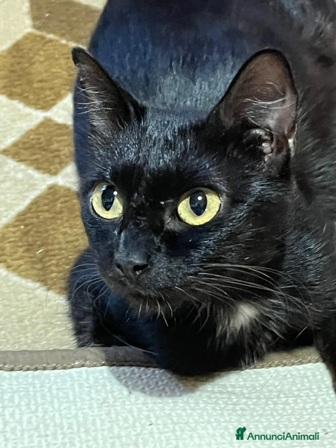 Europeo gatti in regalo: OZY CERCA CASA💖🖤 - Annuncio 1