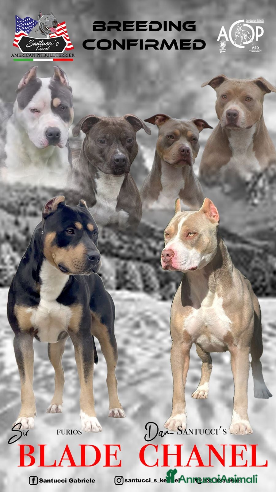 Pitbull cani  Super cucciola di American Pitbull Terrier UKC - Annuncio 1