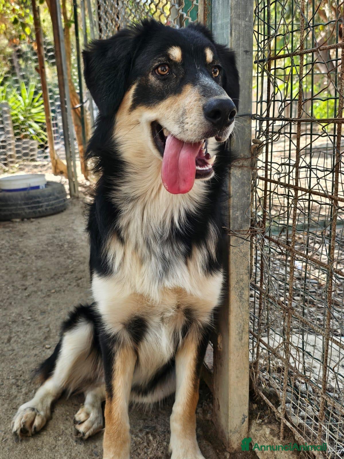 Meticcio cani non lasciamo Astro in orbita troppo a lungo - Annuncio 2