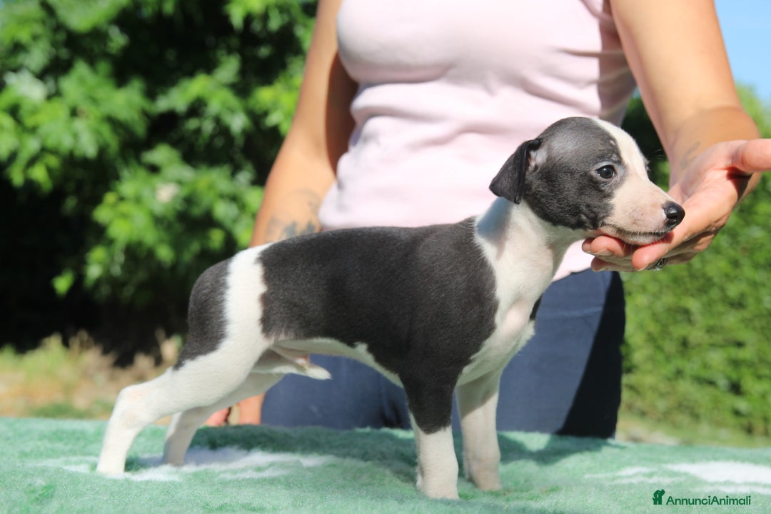 Whippet cani in vendita: Whippet  a Province of Como - Immagine 3