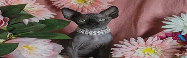 Sphynx Gattino 1