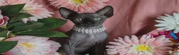 Sphynx gatti in vendita: sphynx cucciole - Annuncio 4