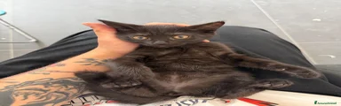 Altre razze 4