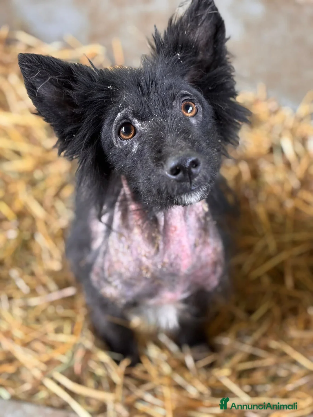 Meticcio cani in regalo: AKAR, cucciolo tenerissimo cerca aiuto! - Annuncio 1
