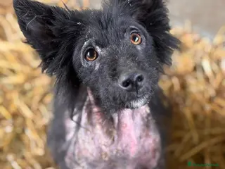 Meticcio cani AKAR, cucciolo tenerissimo cerca aiuto! - Annuncio 25