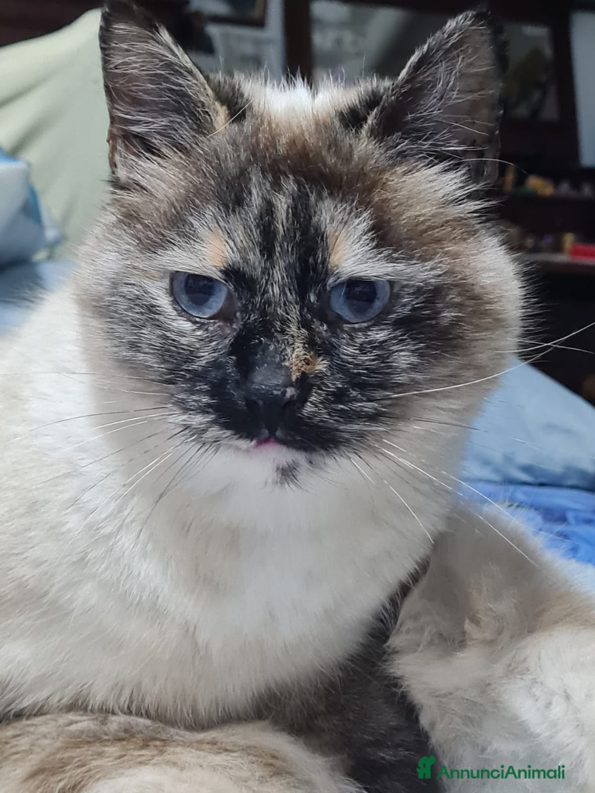 Siamese gatti VANIGLIA DOLCISSIMA GATTINA SIMILSIAMESE - Annuncio 1