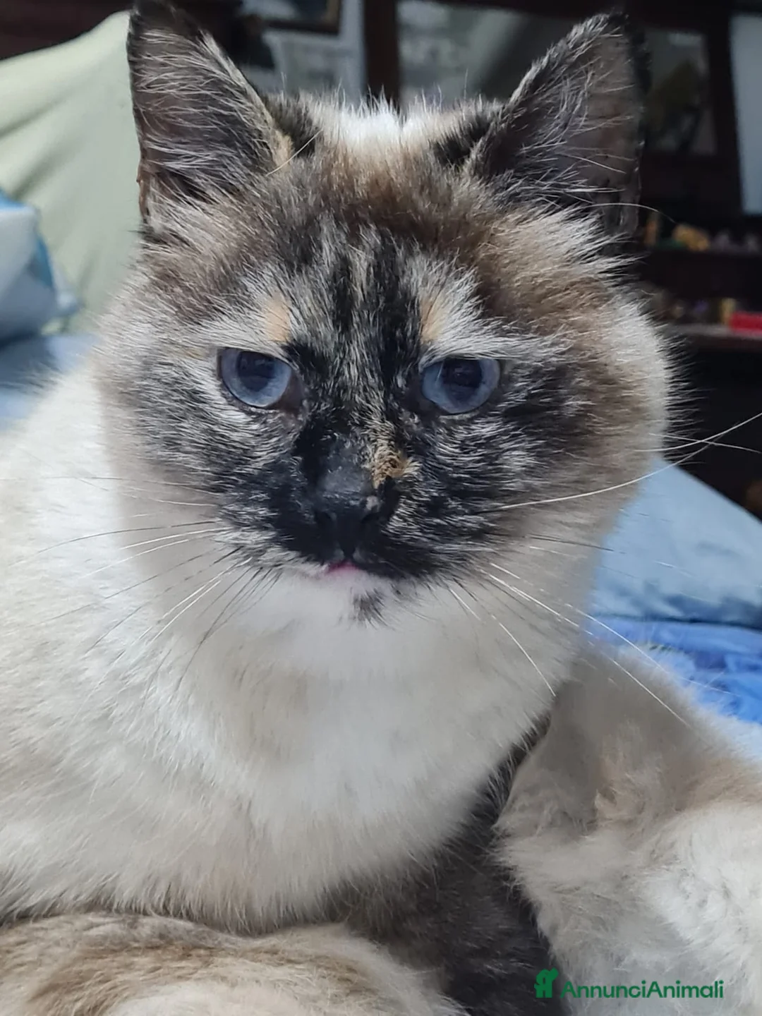 Siamese gatti in regalo: VANIGLIA DOLCISSIMA GATTINA SIMILSIAMESE - Annuncio 1