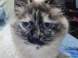 Siamese gatti VANIGLIA DOLCISSIMA GATTINA SIMILSIAMESE - Annuncio 1