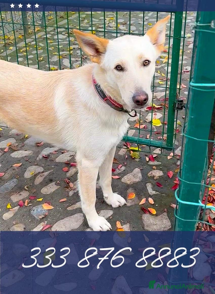 Meticcio cani ROMEO 💙 -  vi farà innamorare! Energia pura! - Annuncio 33