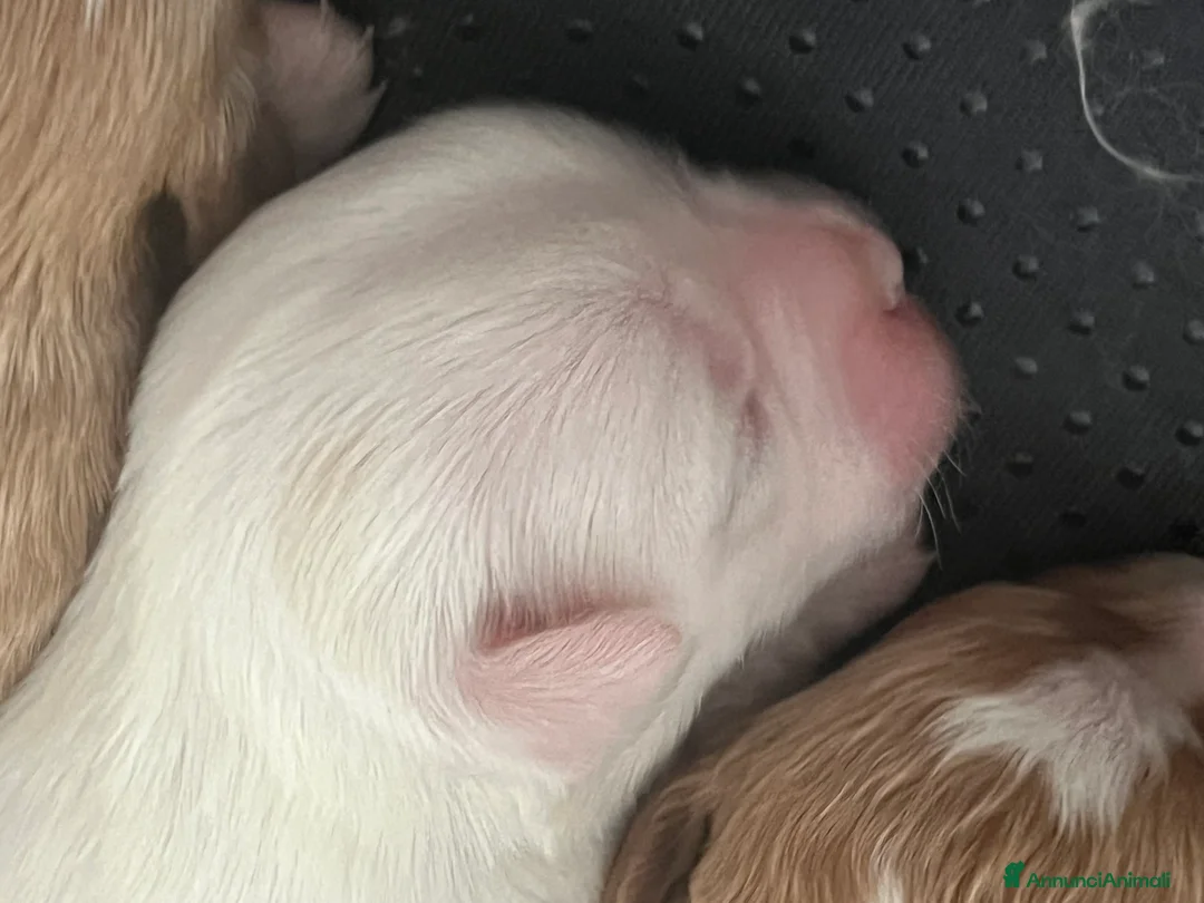 Maltipoo cani in vendita: MALTIPOO - Annuncio 6