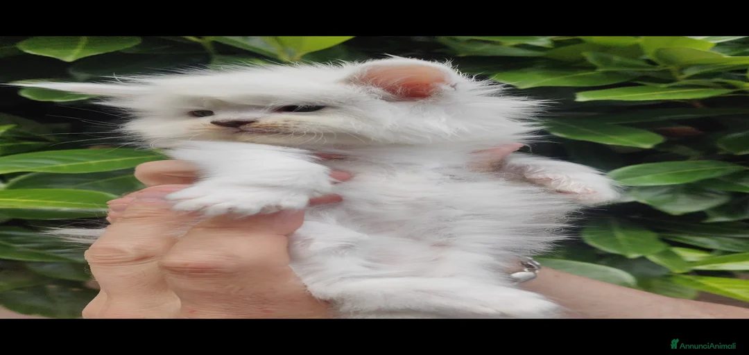 Immagine della galleria {{count}}