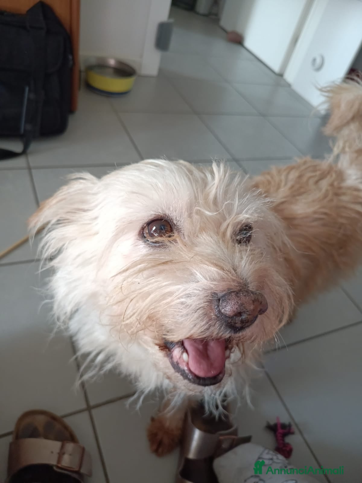 Spinone cani Toto' - Annuncio 1