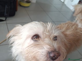 Spinone cani Toto' - Annuncio 1