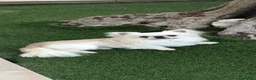 Chihuahua cani in vendita: Maschietto pelo lungo  - Annuncio 4