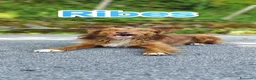 Meticcio cani in regalo: Cucciolo spettacolare in adozione a Città metropolitana di Milano - Annuncio 2