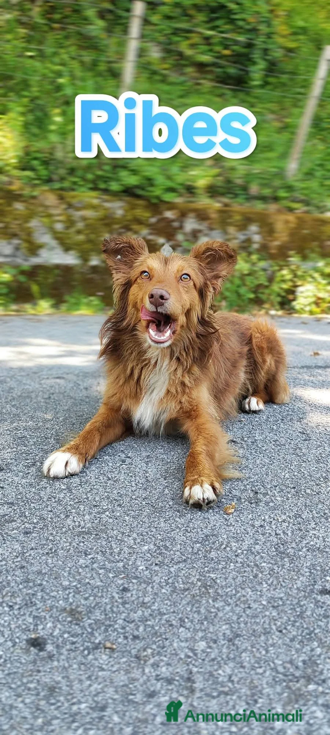 Meticcio cani in regalo: Cucciolo spettacolare in adozione a Città metropolitana di Milano - Annuncio 2
