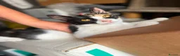 Europeo gatti in regalo: Candy cerca amore e una famiglia  - Annuncio 3