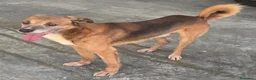 Meticcio cani in regalo: 16 kg, 4 anni rischia il canile    - Annuncio 3