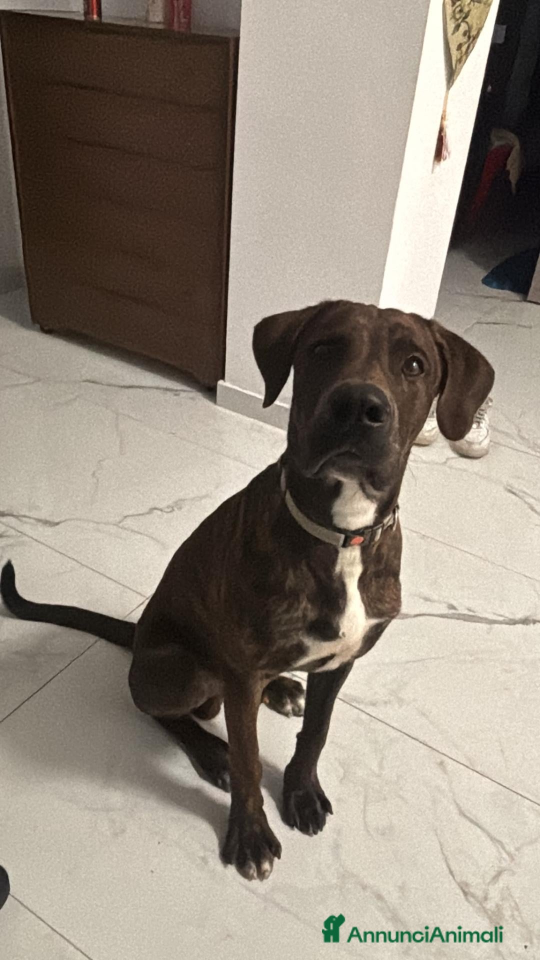 Meticcio cani regalo  - Annuncio 2